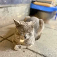 گربه گمشده|حیوانات|رشت, سعدی (تختی)|دیوار