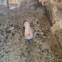 ۷تا ماده رنگی|پرنده|اسفراین, |دیوار