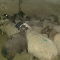 ۲۰راس گوسفند ابستن