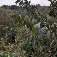 اجاره روزانه یک واحد دوخوابه|اجارهٔ کوتاه‌مدت آپارتمان و سوئیت|سیاهکل, |دیوار