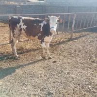 گوساله سیمینتال|حیوانات مزرعه|بیلوار, |دیوار