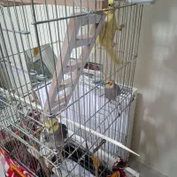 عروس هلندی|پرنده|پرند, فاز ۶|دیوار