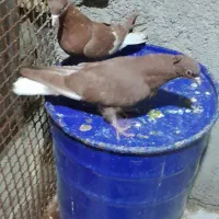 کفتر رنگی|پرنده|امیدیه, |دیوار