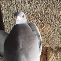 کفتر|پرنده|دهدشت, |دیوار