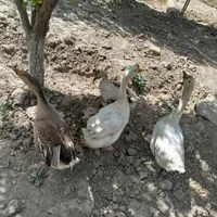 قوغاز|حیوانات مزرعه|تهران, خانی‌آباد|دیوار