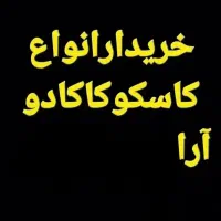 ارا کاسکو کاکادو ملوکان شاه طوطی