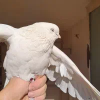 کبوتر ماده سفید،اراکی،تهرانی،شمرونی|پرنده|مبارکه, |دیوار