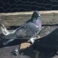 کبوتر هر ک خواست پیام بده|پرنده|عنبرآباد, |دیوار