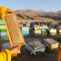 عسل خالص سبلان