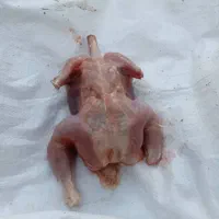 غذای حیوانات