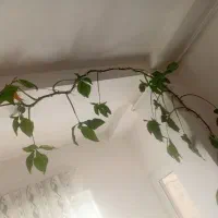 گل زیبا برای کنار پنجره