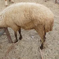 گوسفند بره گاو  گوساله