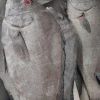 سلام انواع ماهی دریایی بوشهر رسید|ماهی|یزد, |دیوار