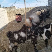 پاچن چاق|حیوانات مزرعه|سراوان, |دیوار