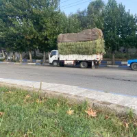 بیده|حیوانات مزرعه|شهر بابک, |دیوار