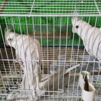 عروس هلندی کوتوله قناری شاه طوطی ملنگو|پرنده|مشهد, حیدرآباد|دیوار