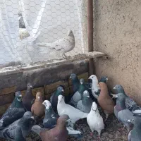 کبوتر پلاکی