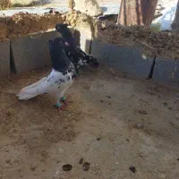 پرنده