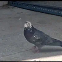 کبوتر تهرانی نر