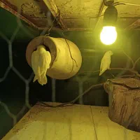 کوتوله برزیلی|پرنده|گنبد کاووس, |دیوار