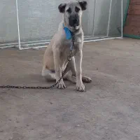 توله سگ نر سراب