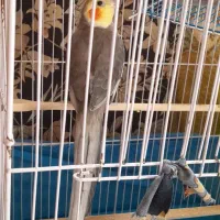 جوجه نر زیبا بلند و خوشگل حدود۶ماهه شیرین وبلا