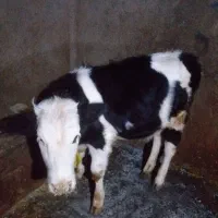 گاو گوساله روستای کومائین|حیوانات مزرعه|موچش, |دیوار