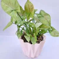 گلخونه نبش صیاد شیرازی ۲ نرسیده به بیمارستان ارتش