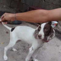 سگ شکاری|سگ|فراغی, |دیوار