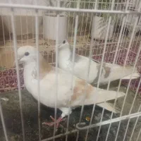 یک جفت ساده زرد و ساده لایی