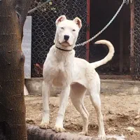 واگذاری داگو