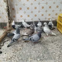 کفتر تهرانی کاشانی