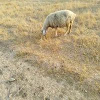 گوسفند بختیاری