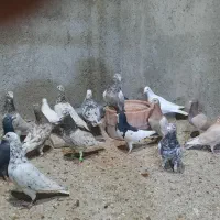 دسته سرور ۱۸تایی|پرنده|ارژن, |دیوار