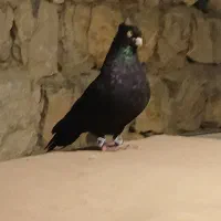 زاغ صرب اصل جنس|پرنده|کوهرنگ, |دیوار