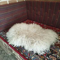 چرم پوست پادری رو فرشی