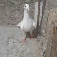 کبوترسفیدماده|پرنده|آشخانه, |دیوار