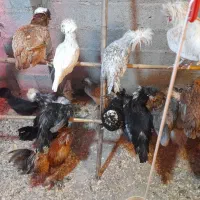 بوقلمون نر،خروس لهستانی،جوجه گلین،لاری|حیوانات مزرعه|ضیابر, |دیوار