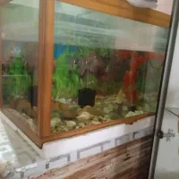 آکواریوم و ماهی|ماهی|قوچان, |دیوار