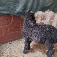 تعدادی کبوتر و یک رس بره نر