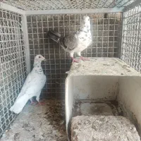 کبوتر آلمانی