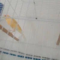 فروش قناری|پرنده|شیراز, شهرک والفجر|دیوار