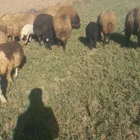 میش و بره|حیوانات مزرعه|کامیاران, |دیوار