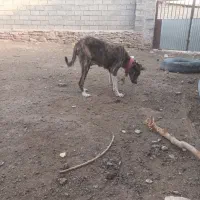 سگ ماده رخ|سگ|فریمان, |دیوار