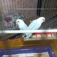 فروش یک  جفت کوتوله رودخانه ماشنگی|پرنده|رودخانه, |دیوار