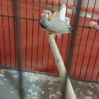 فنچ کینگ|پرنده|تهران, یافت‌آباد|دیوار