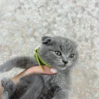 بچه گربه بریتیش