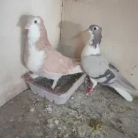 دمگیر کاکلی|پرنده|اصفهان, دانشگاه اصفهان|دیوار