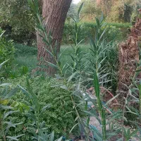 گل و گیاه نهال|گل و گیاه طبیعی|اهواز, شهرک نفت|دیوار