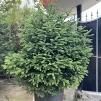 انواع گل گیاه بیرونی نوئل آبی و سبز ستاره ای نانا|گل و گیاه طبیعی|تهران, اقدسیه|دیوار